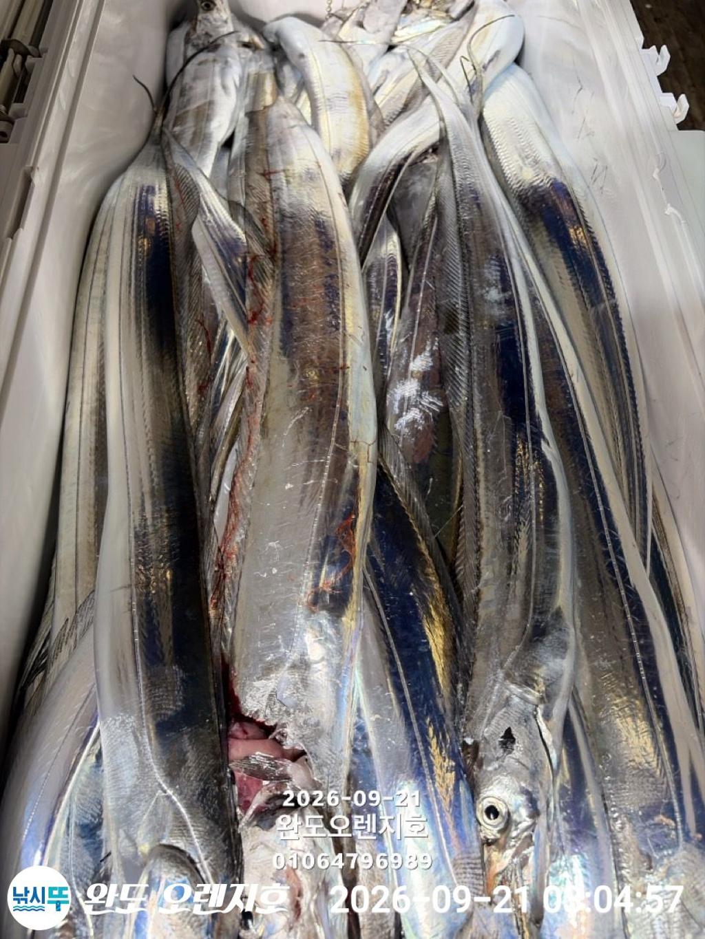 낚시뚜,갈치,완도항,완도 오렌지호,낚시뚜14