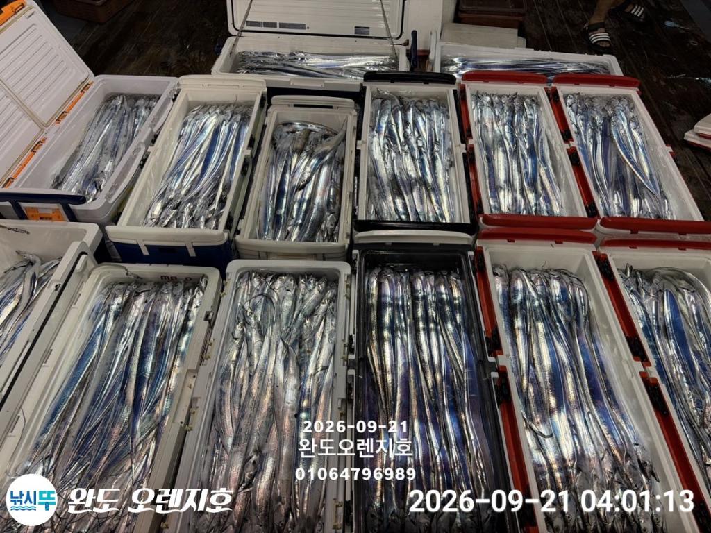 낚시뚜,갈치,완도항,완도 오렌지호,낚시뚜2