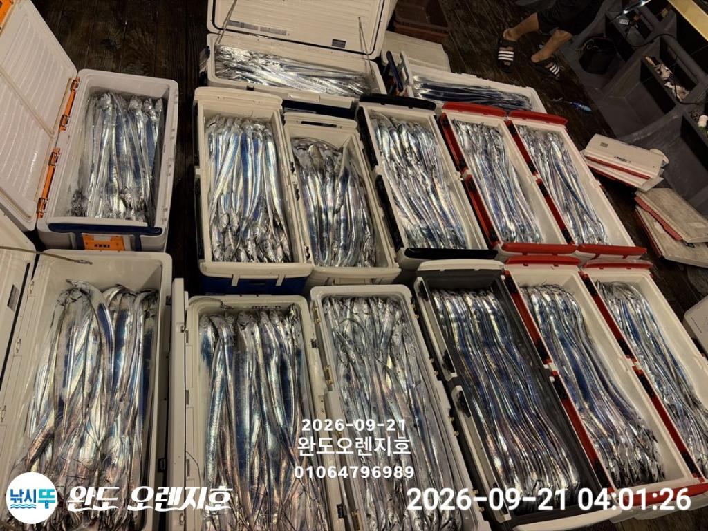낚시뚜,갈치,완도항,완도 오렌지호,낚시뚜1