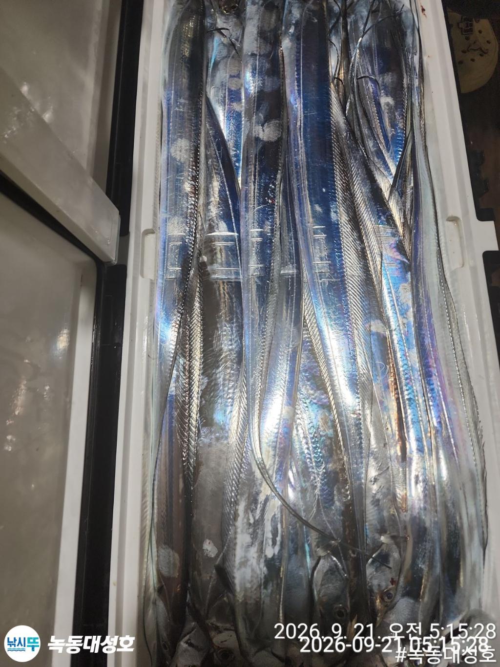 낚시뚜,갈치,녹동항,녹동대성호,낚시뚜13
