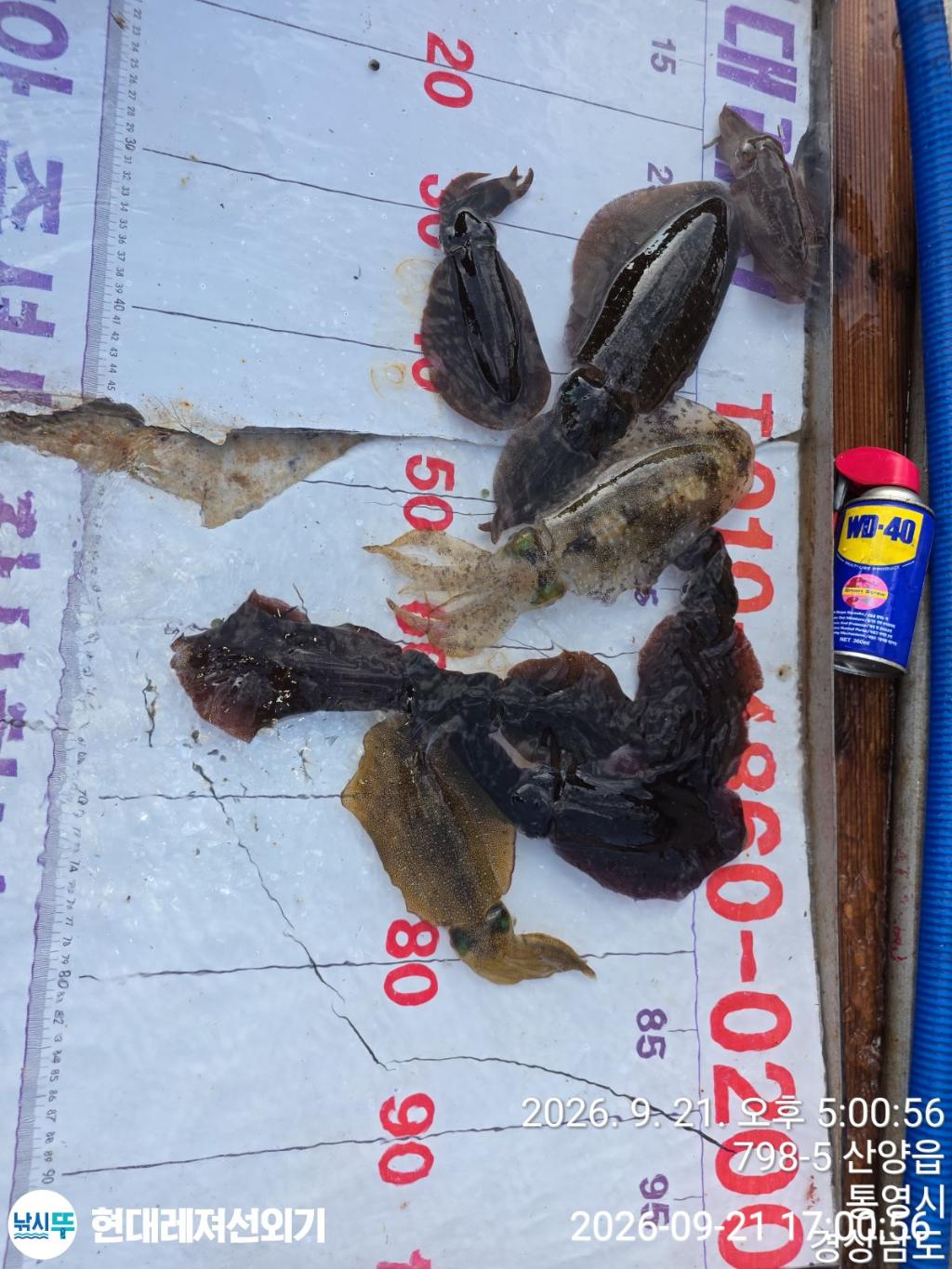 낚시뚜,감성돔,무늬오징어,풍화상장마을,통영 현대레져선외기,낚시뚜0