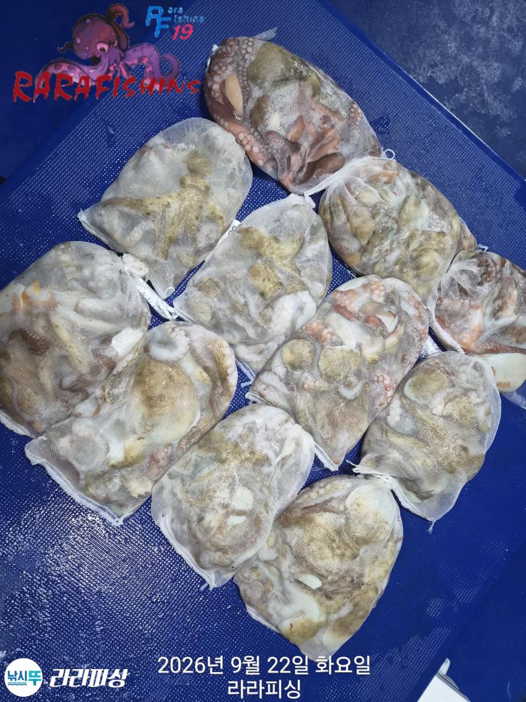 낚시뚜,돌문어,속천항(진해),라라피싱,낚시뚜17