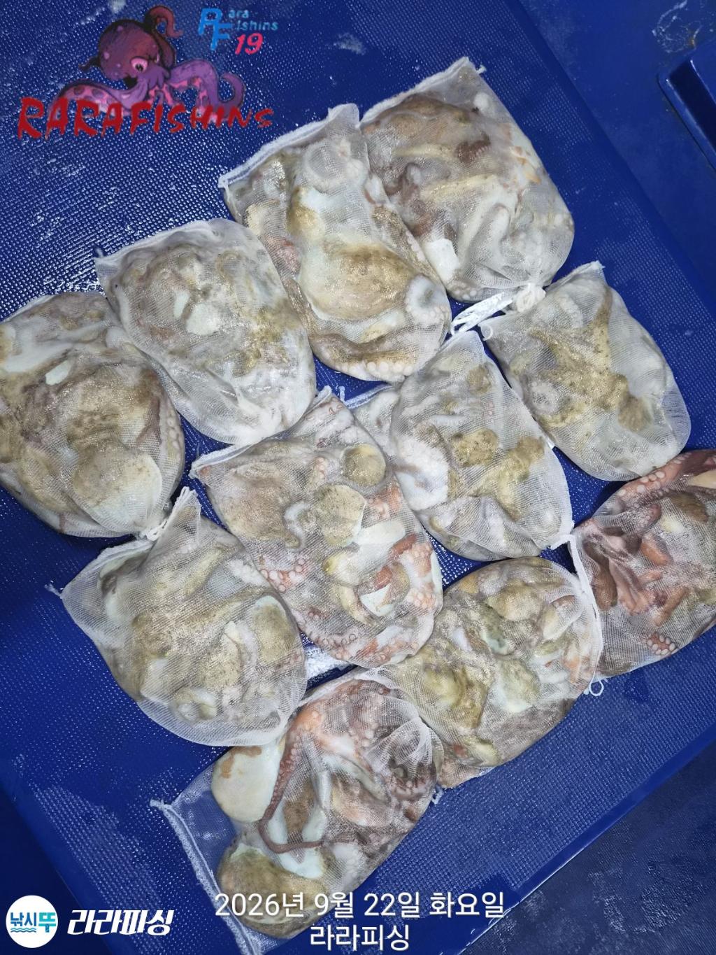 낚시뚜,돌문어,속천항(진해),라라피싱,낚시뚜16
