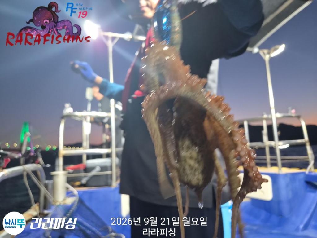 낚시뚜,돌문어,속천항(진해),라라피싱,낚시뚜14