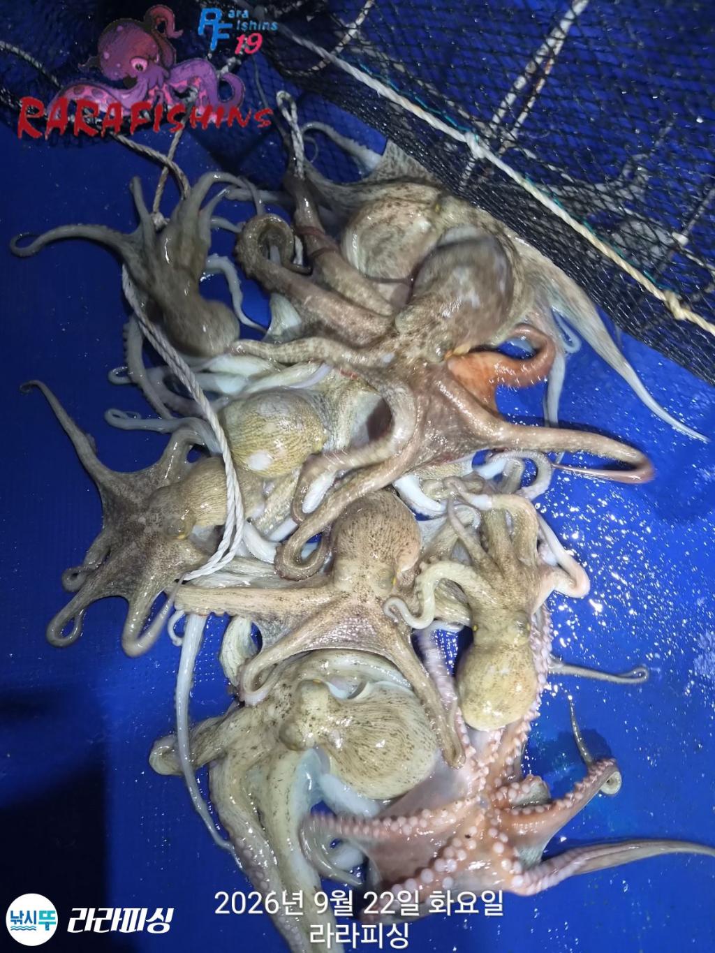 낚시뚜,돌문어,속천항(진해),라라피싱,낚시뚜2