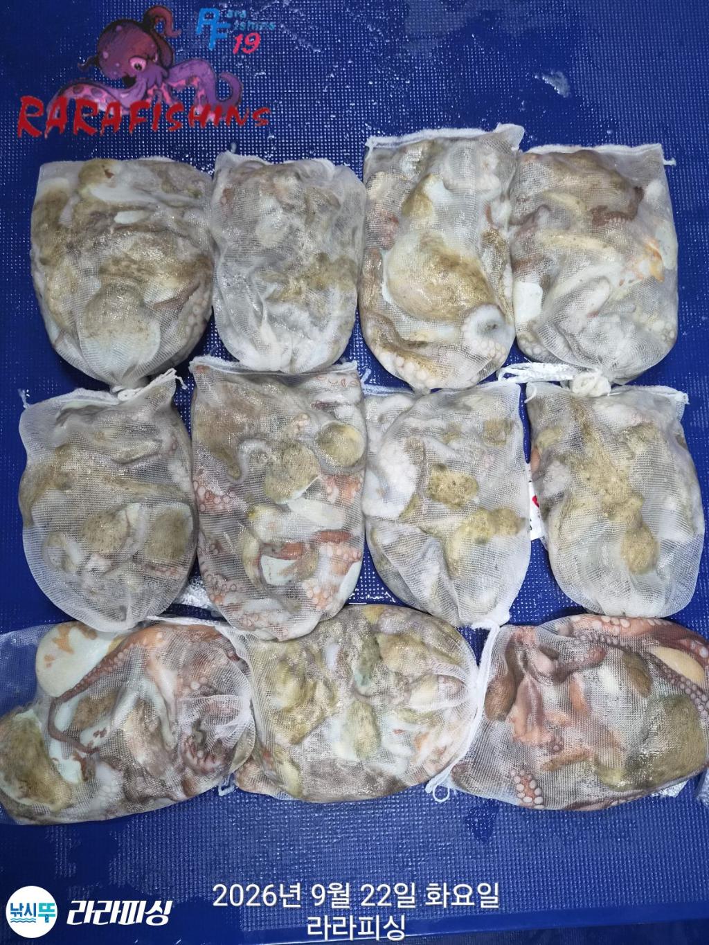 낚시뚜,돌문어,속천항(진해),라라피싱,낚시뚜1
