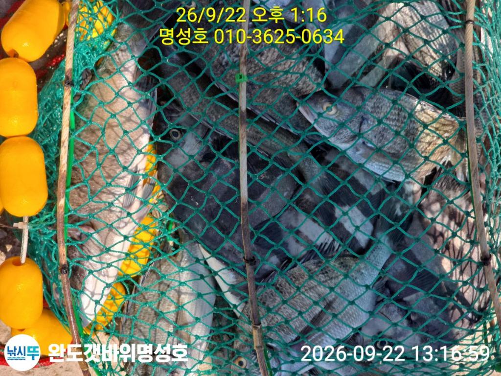 낚시뚜,감성돔,완도항,완도해남 명성호,낚시뚜3