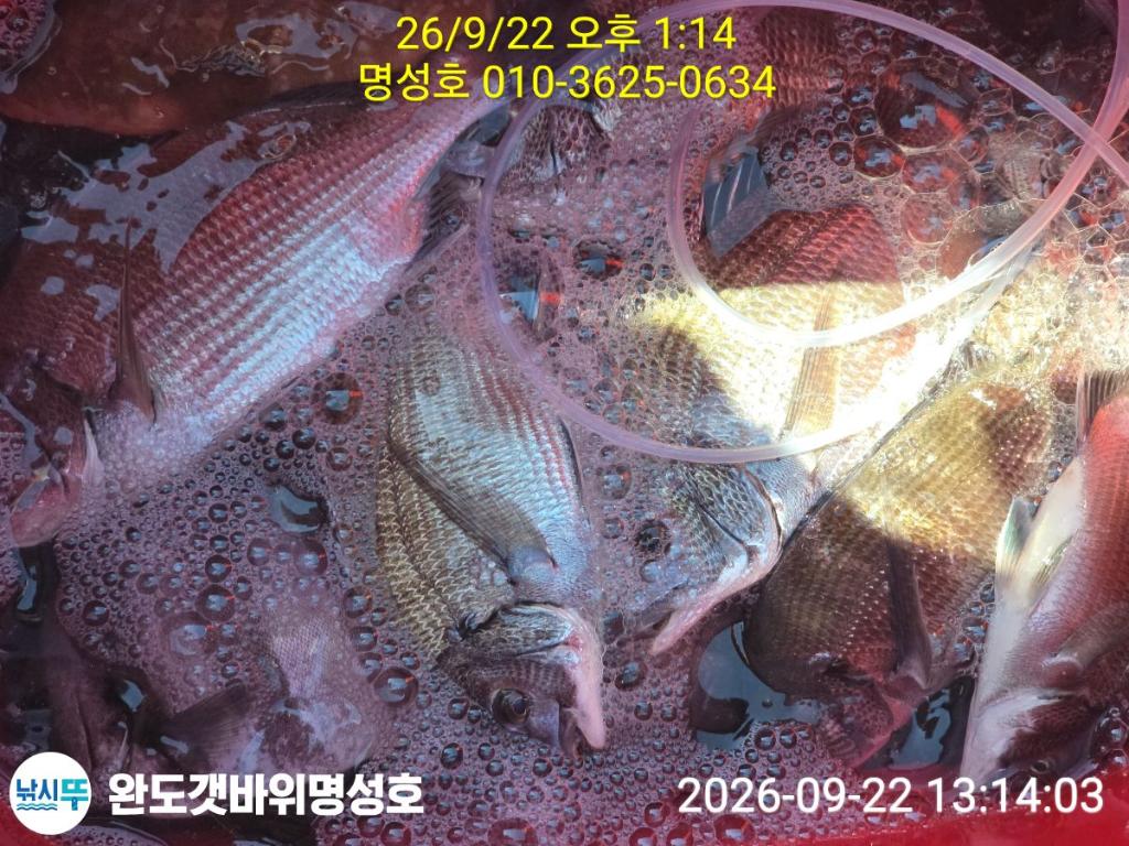 낚시뚜,감성돔,완도항,완도해남 명성호,낚시뚜2