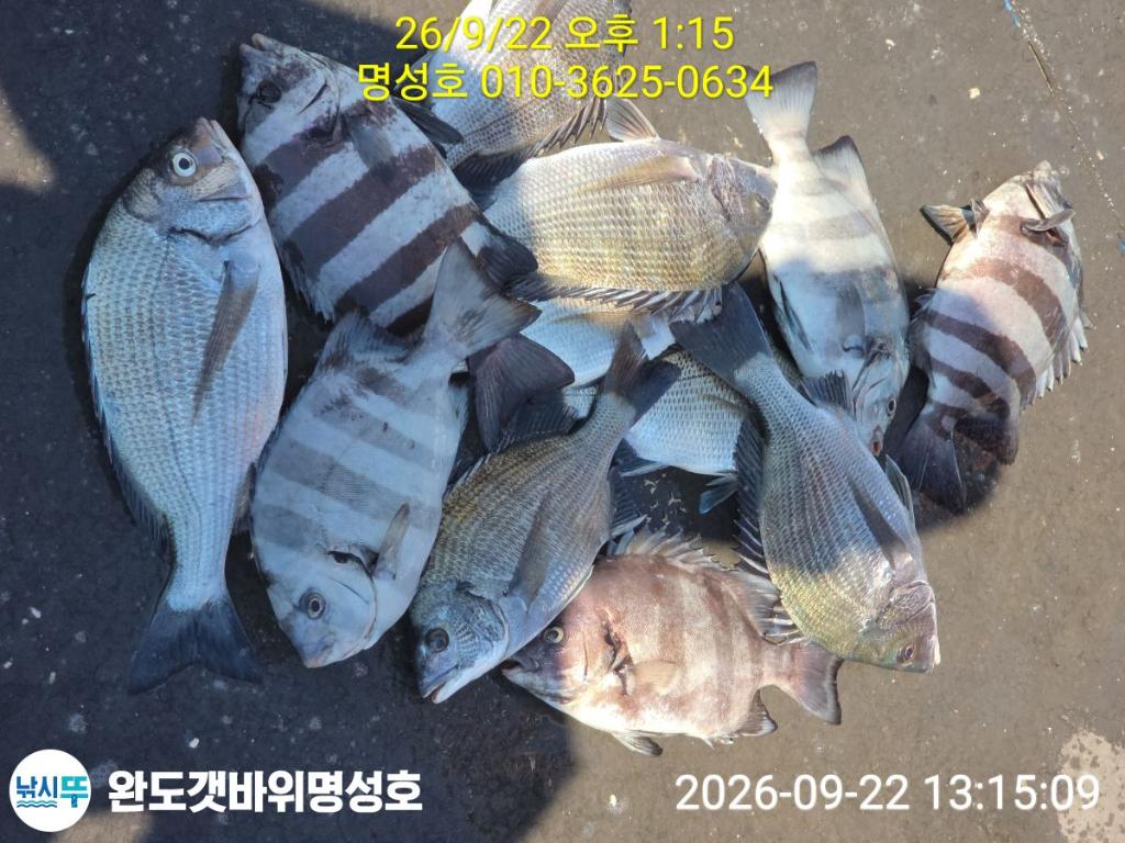 낚시뚜,감성돔,완도항,완도해남 명성호,낚시뚜1