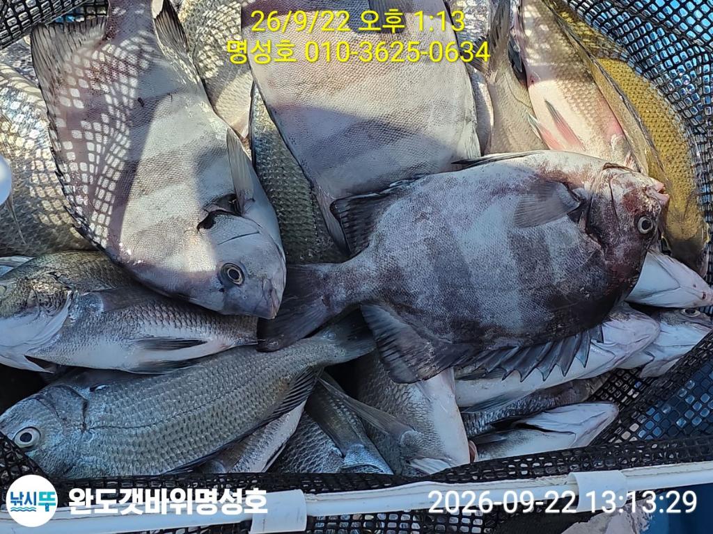 낚시뚜,감성돔,완도항,완도해남 명성호,낚시뚜0