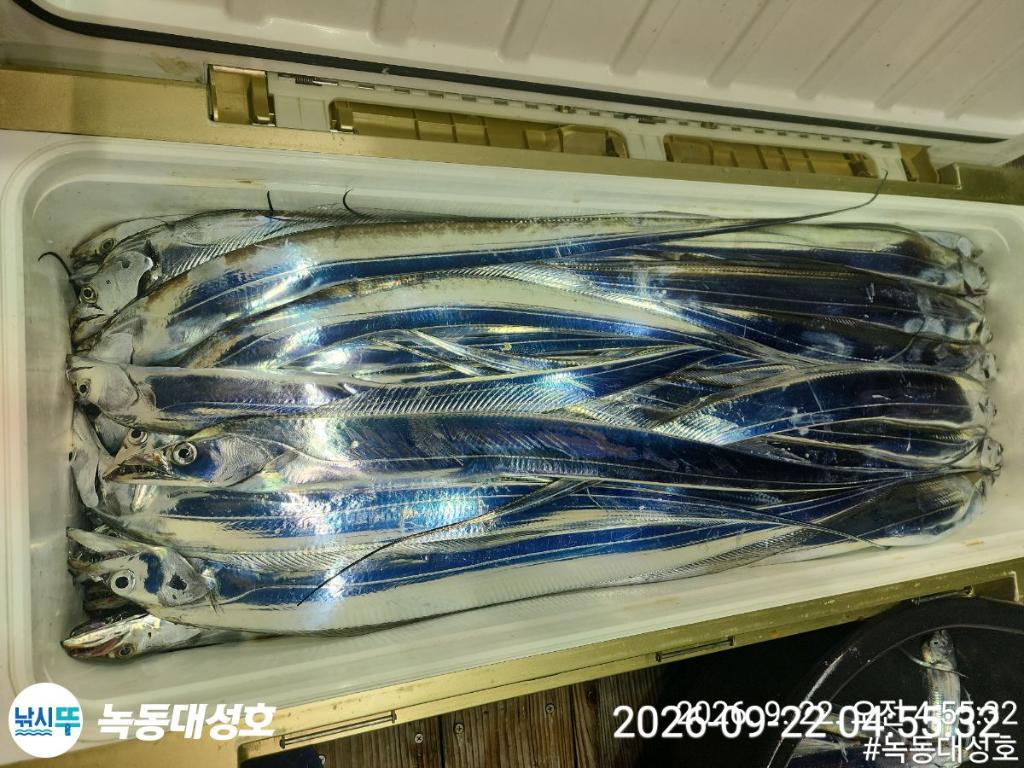 낚시뚜,갈치,녹동항,녹동대성호,낚시뚜60