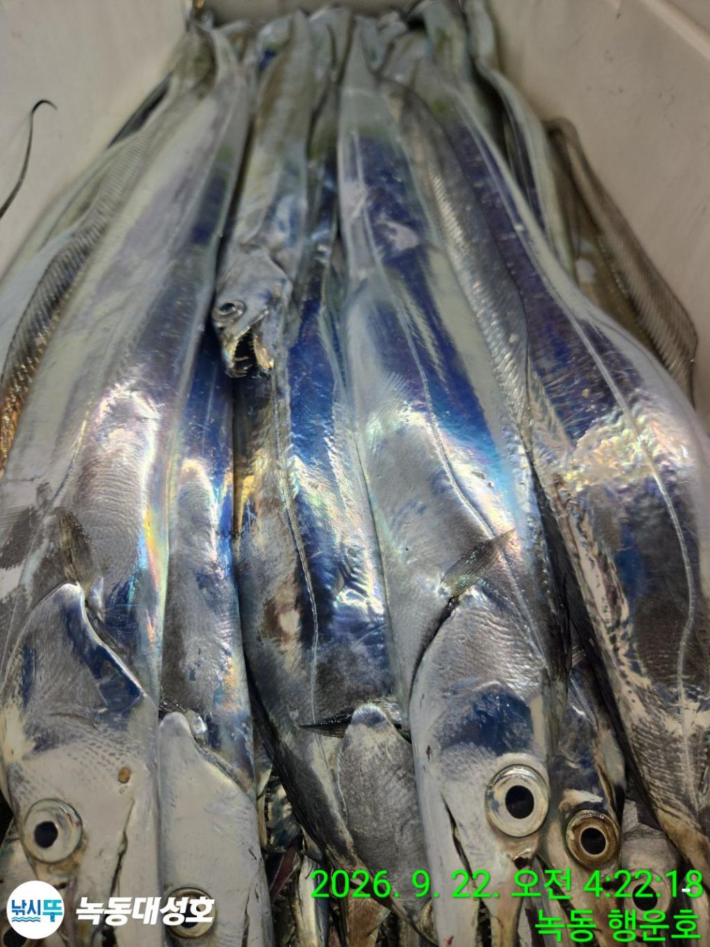 낚시뚜,갈치,녹동항,녹동대성호,낚시뚜49