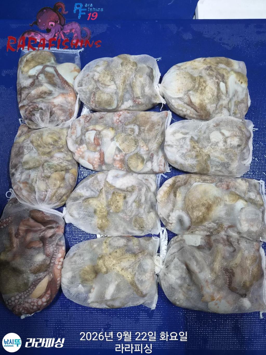 낚시뚜,돌문어,속천항(진해),라라피싱,낚시뚜20