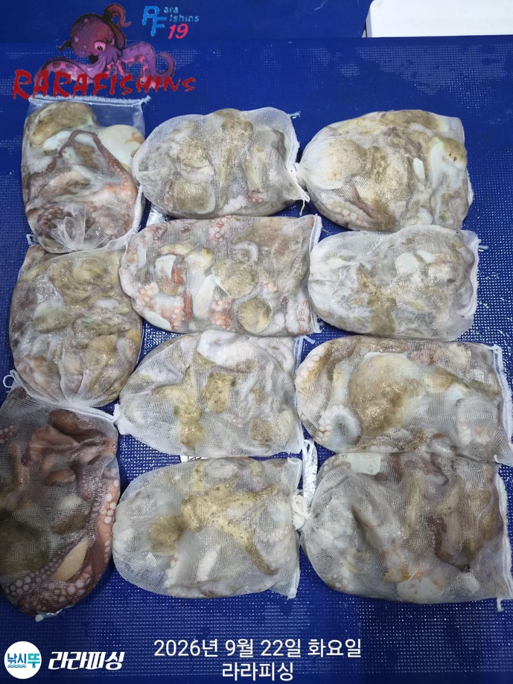 낚시뚜,돌문어,속천항(진해),라라피싱,낚시뚜19