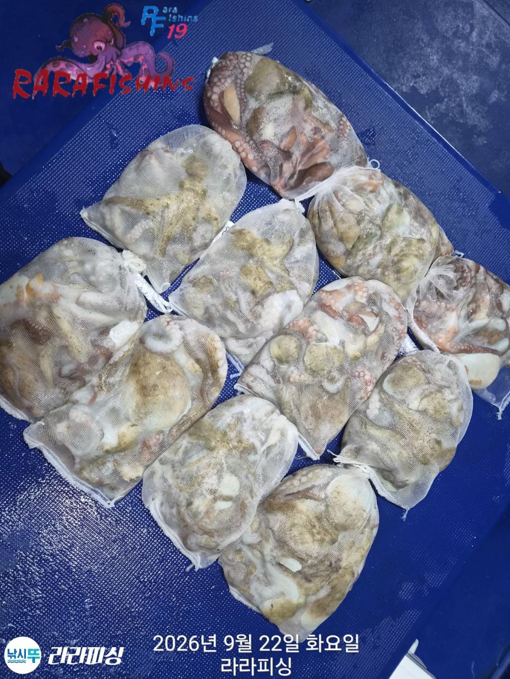 낚시뚜,돌문어,속천항(진해),라라피싱,낚시뚜18