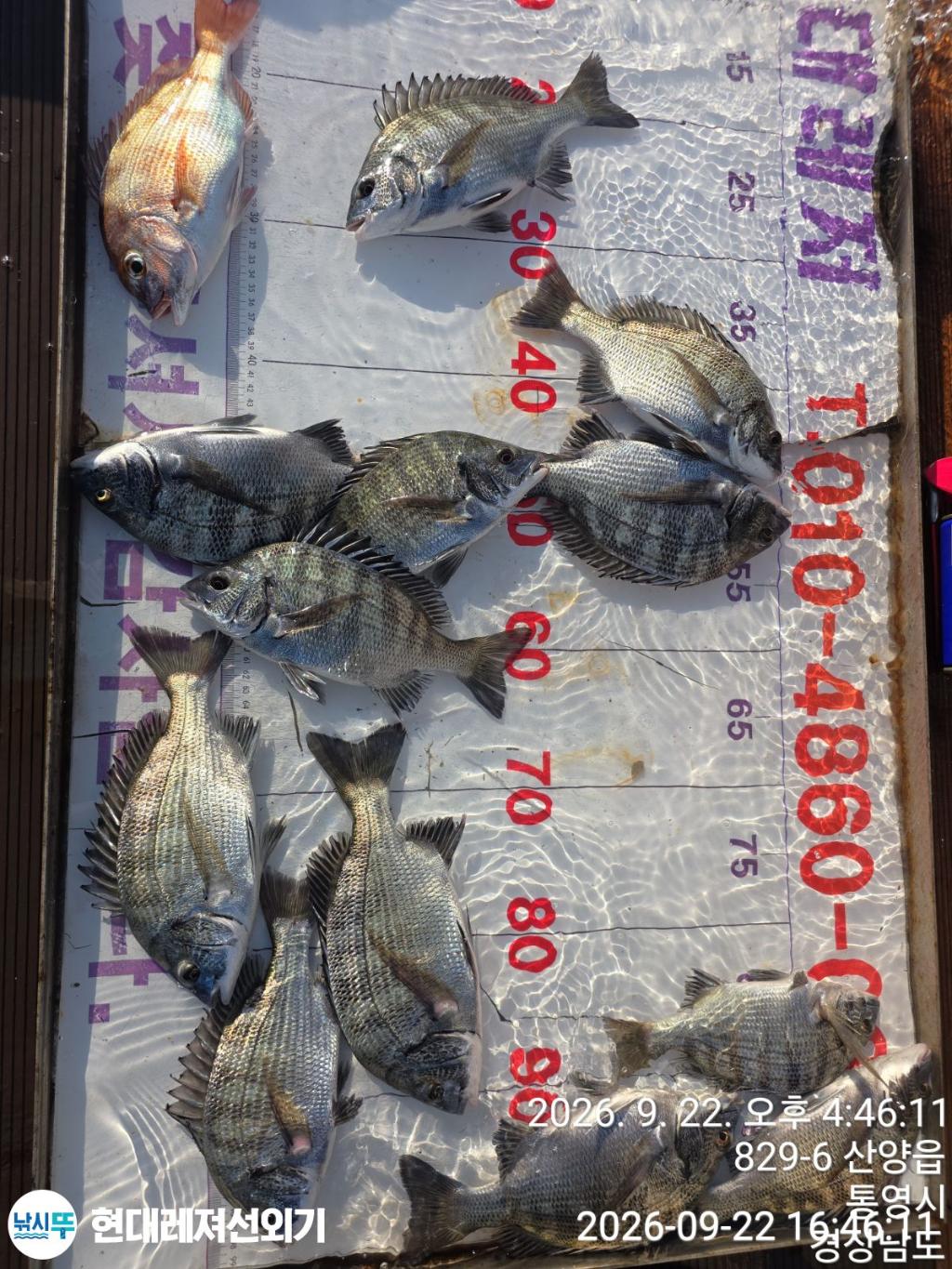 낚시뚜,감성돔,풍화상장마을,통영 현대레져선외기,낚시뚜0