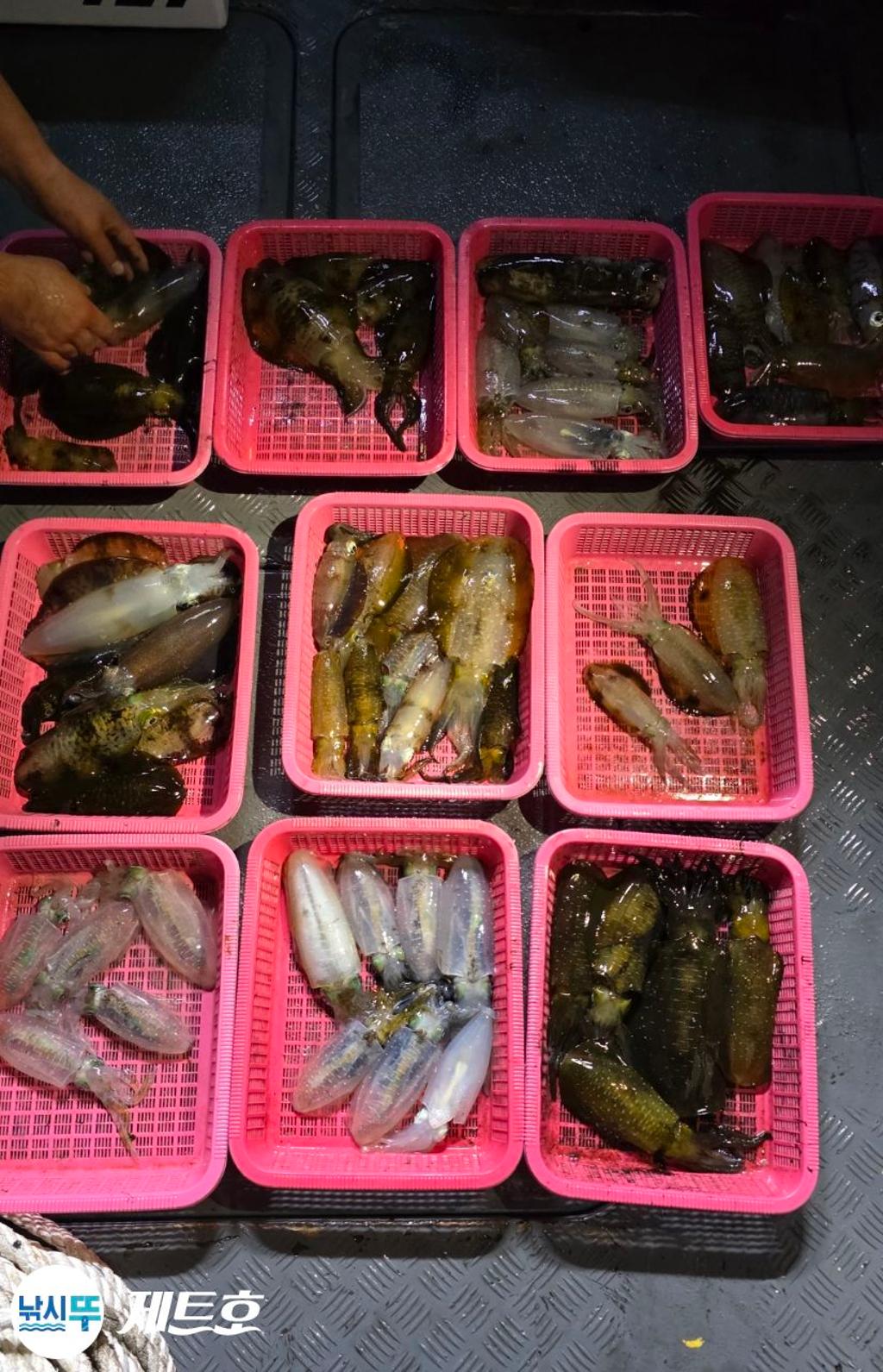 낚시뚜,무늬오징어,영일만항,포항 제트호,낚시뚜13