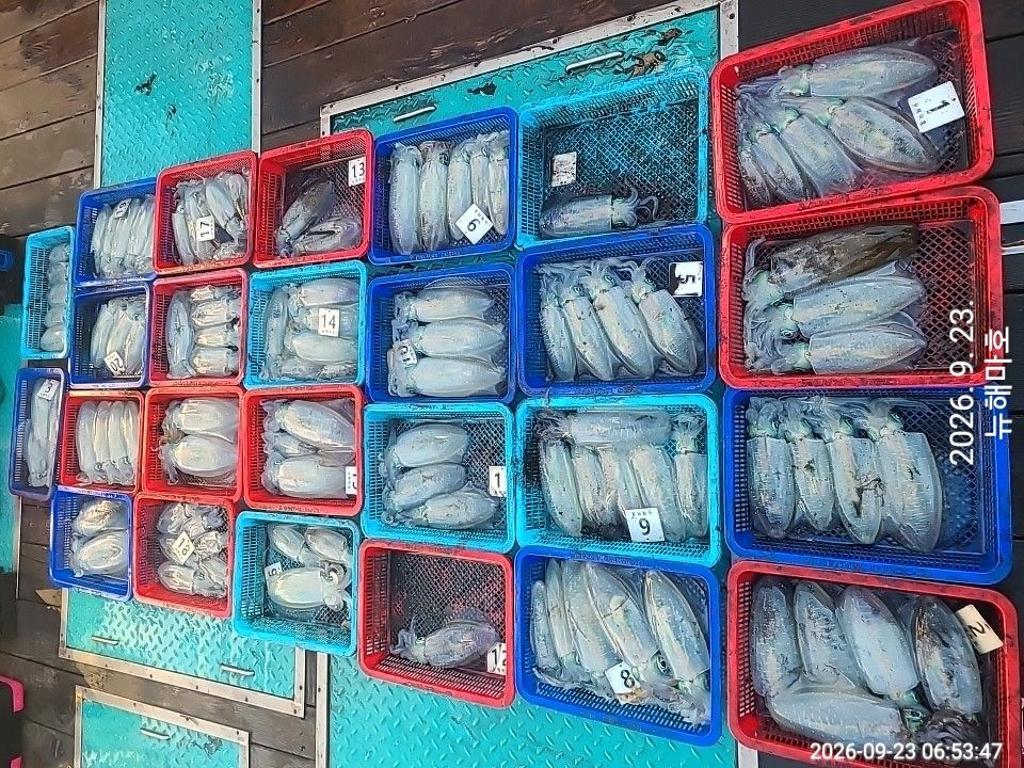 낚시뚜,무늬오징어,영일만항,뉴해마호,낚시뚜16