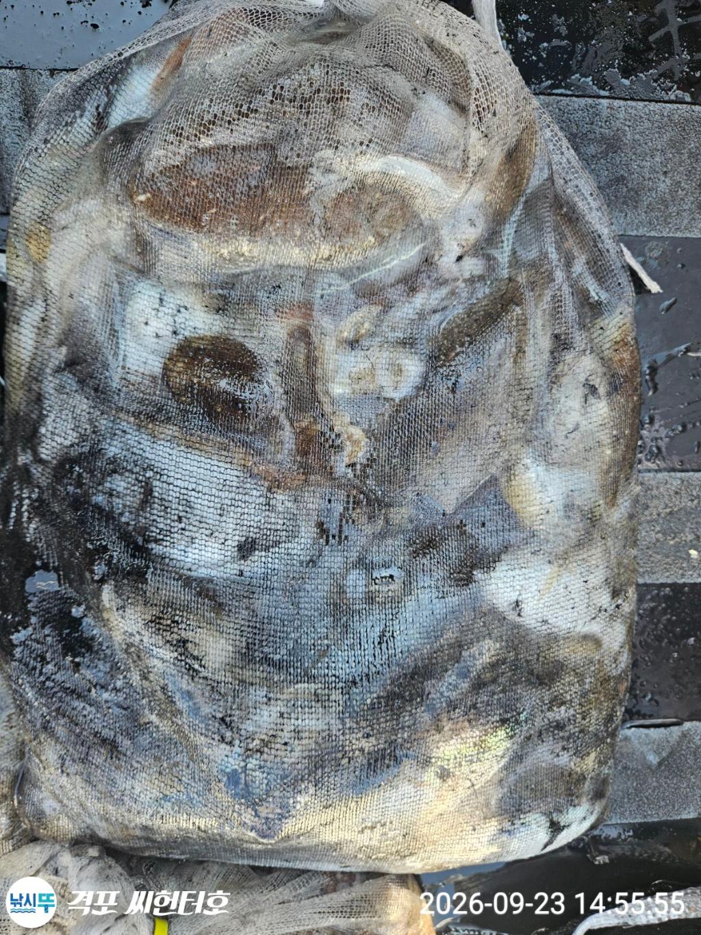 낚시뚜,갑오징어,쭈꾸미,격포,격포 씨헌터호,낚시뚜8