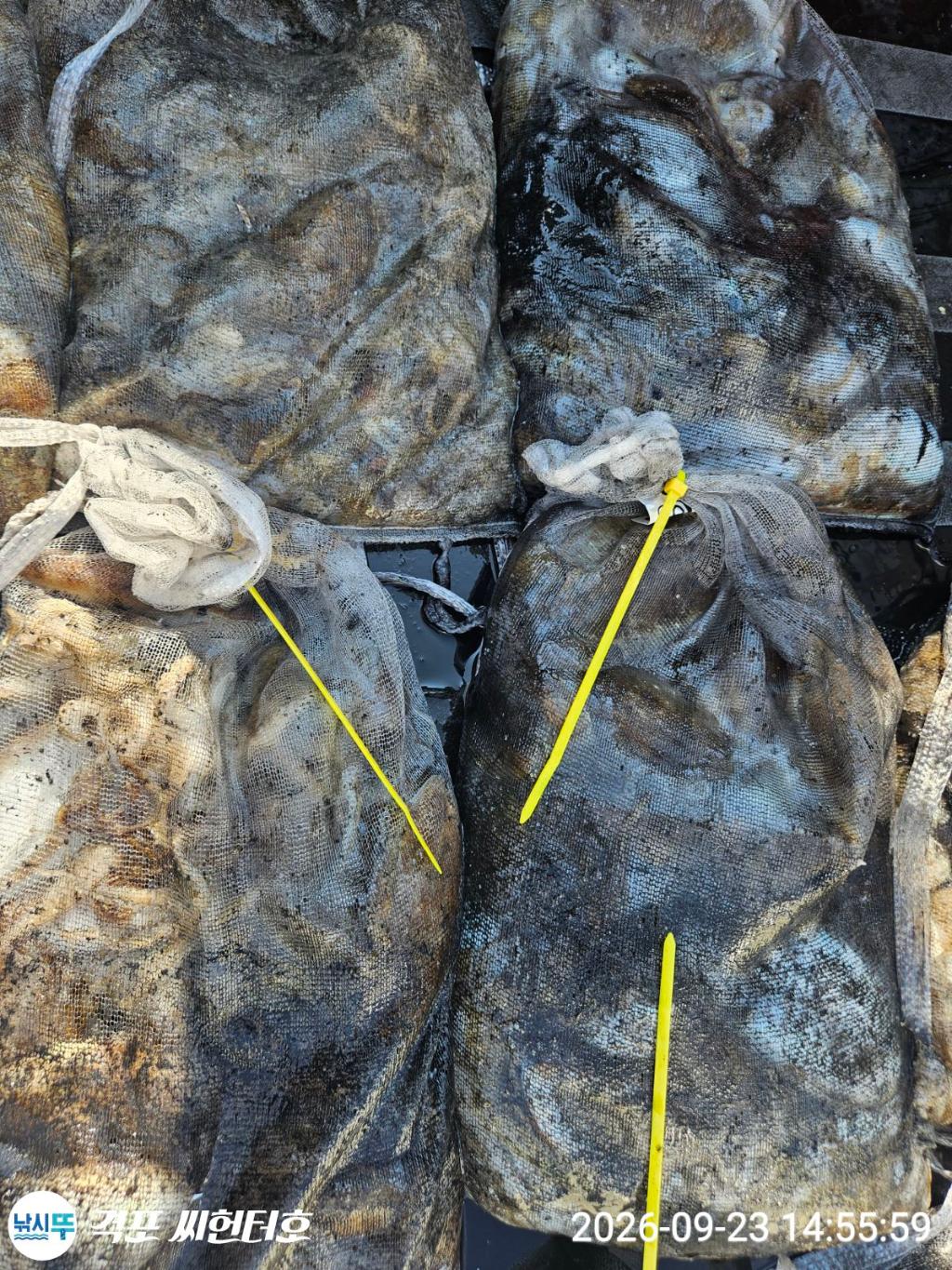 낚시뚜,갑오징어,쭈꾸미,격포,격포 씨헌터호,낚시뚜7