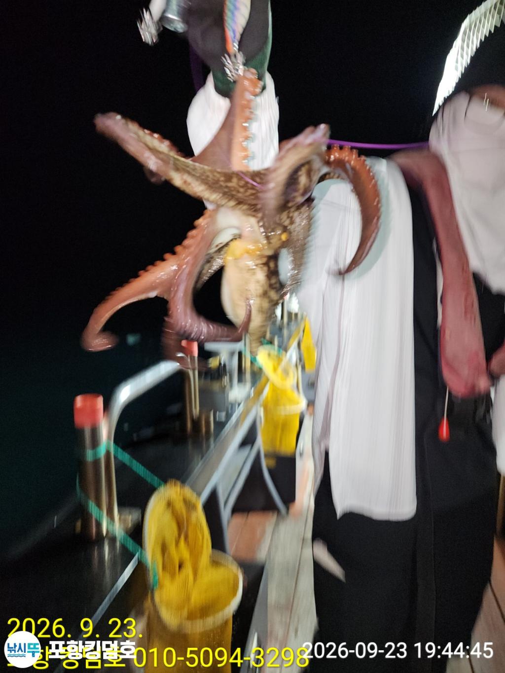 낚시뚜,돌문어,영일만항,포항 킹덤호,낚시뚜36