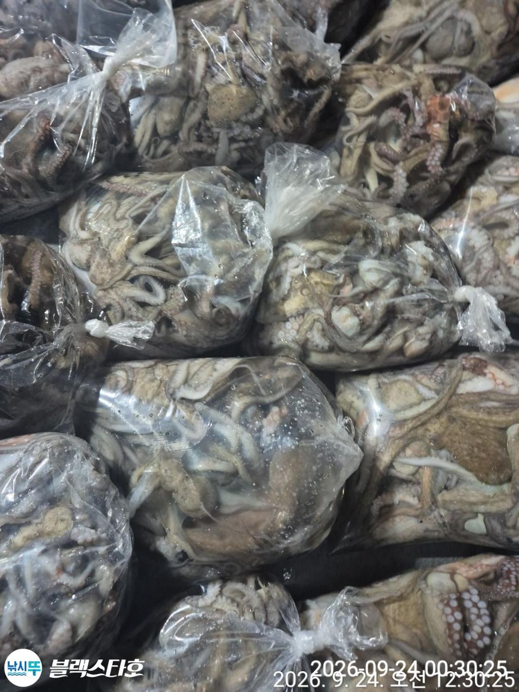 낚시뚜,돌문어,삼천포 팔포항,삼천포 블랙스타,낚시뚜2