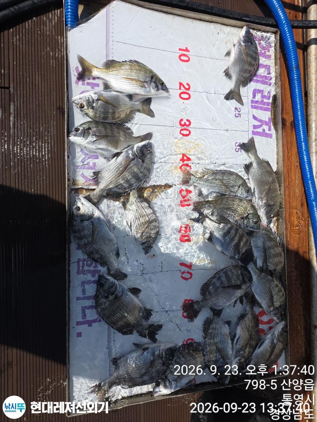낚시뚜,감성돔,풍화상장마을,통영 현대레져선외기,낚시뚜0