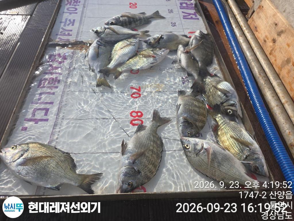 낚시뚜,감성돔,풍화상장마을,통영 현대레져선외기,낚시뚜2
