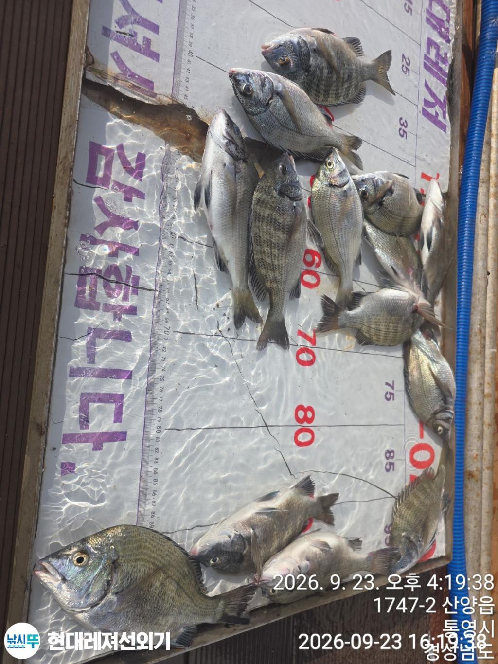 낚시뚜,감성돔,풍화상장마을,통영 현대레져선외기,낚시뚜1
