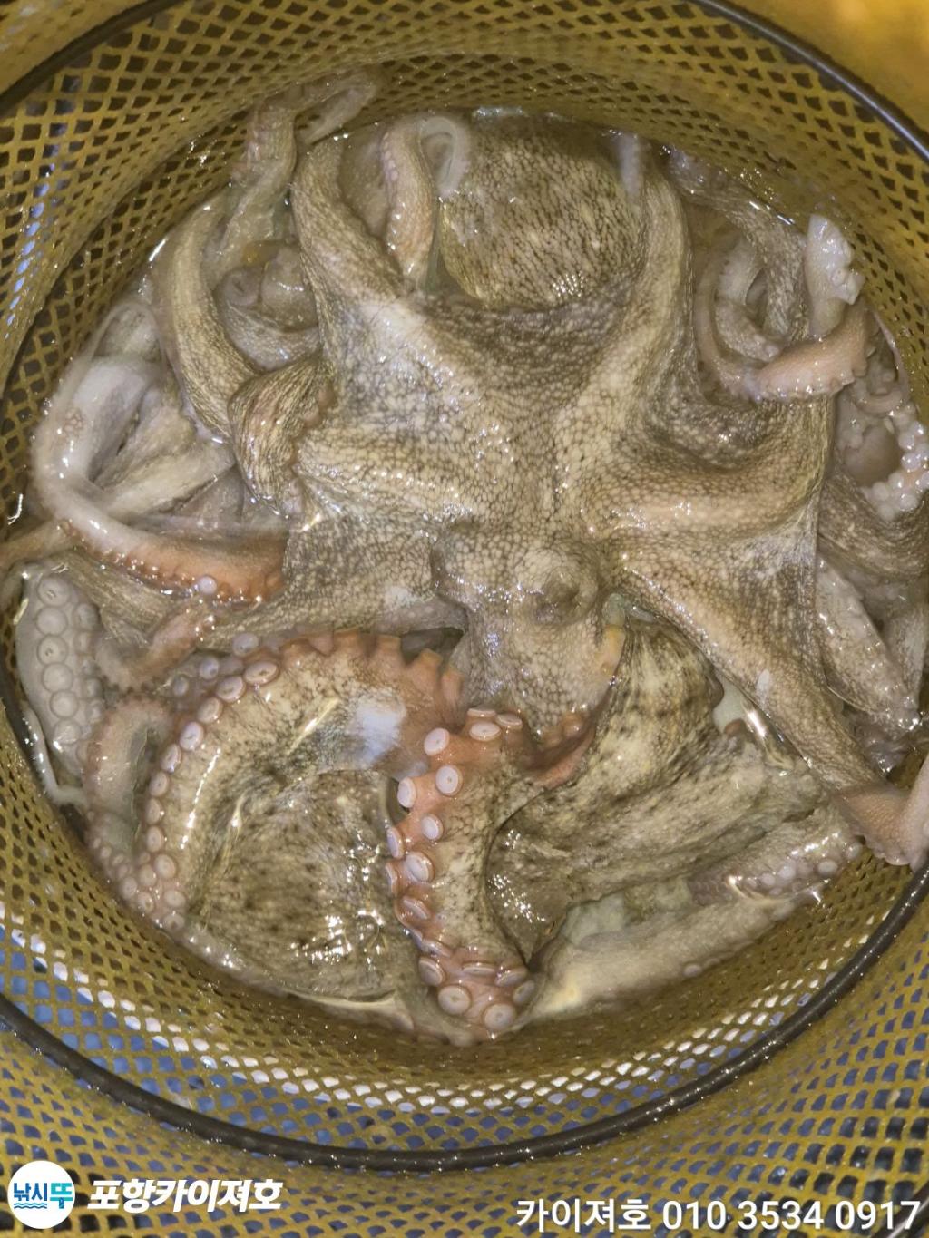 낚시뚜,기타 (직접입력),영일만항,포항카이져호,낚시뚜22
