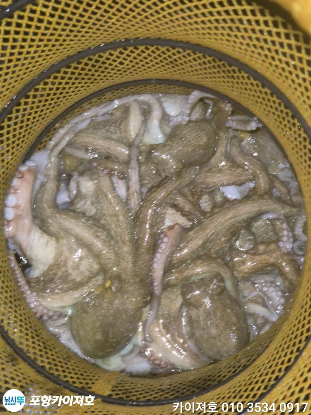 낚시뚜,기타 (직접입력),영일만항,포항카이져호,낚시뚜13