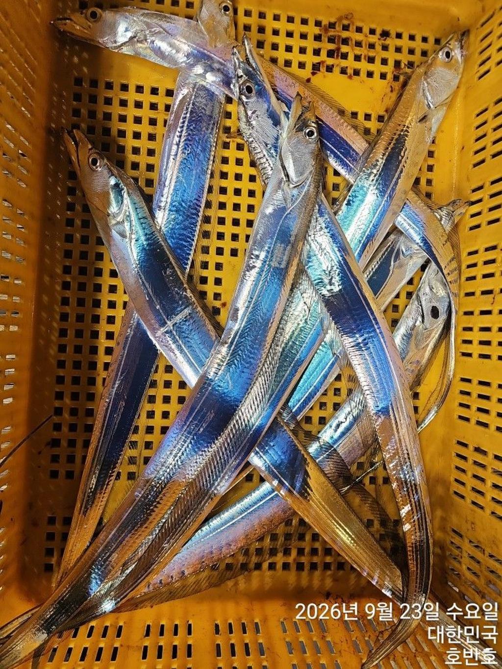 낚시뚜,갈치,통영 신전항,통영호반호,낚시뚜24