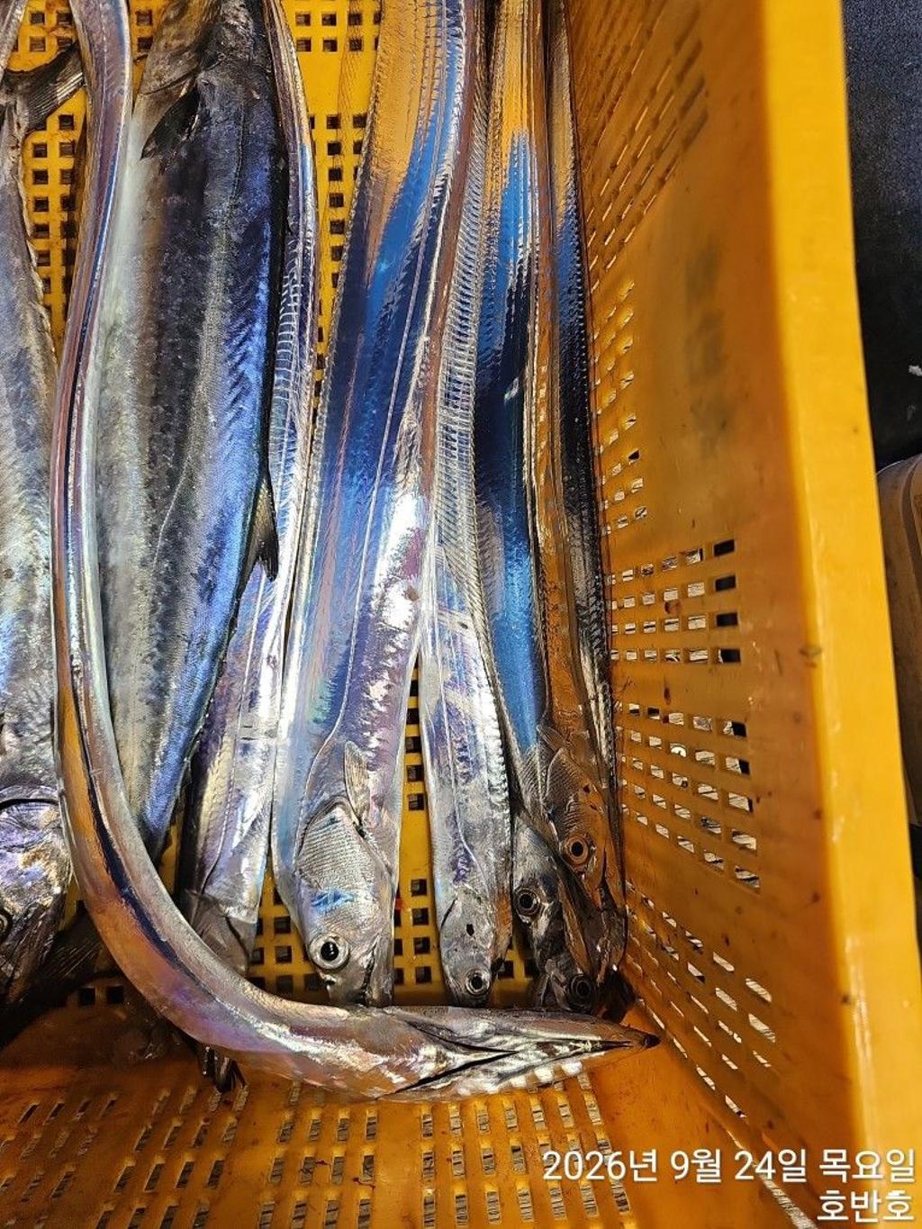 낚시뚜,갈치,통영 신전항,통영호반호,낚시뚜22