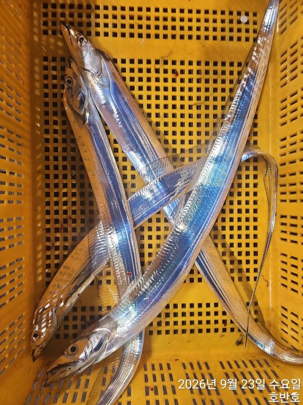 낚시뚜,갈치,통영 신전항,통영호반호,낚시뚜18