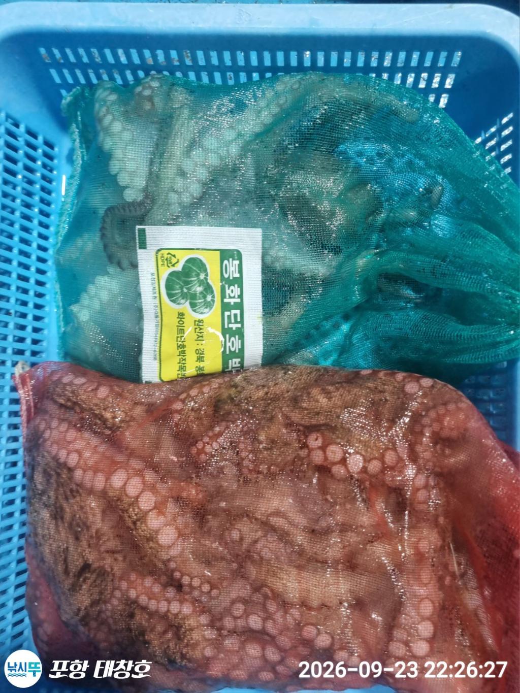 낚시뚜,돌문어,영일만항,포항 태창호,낚시뚜10