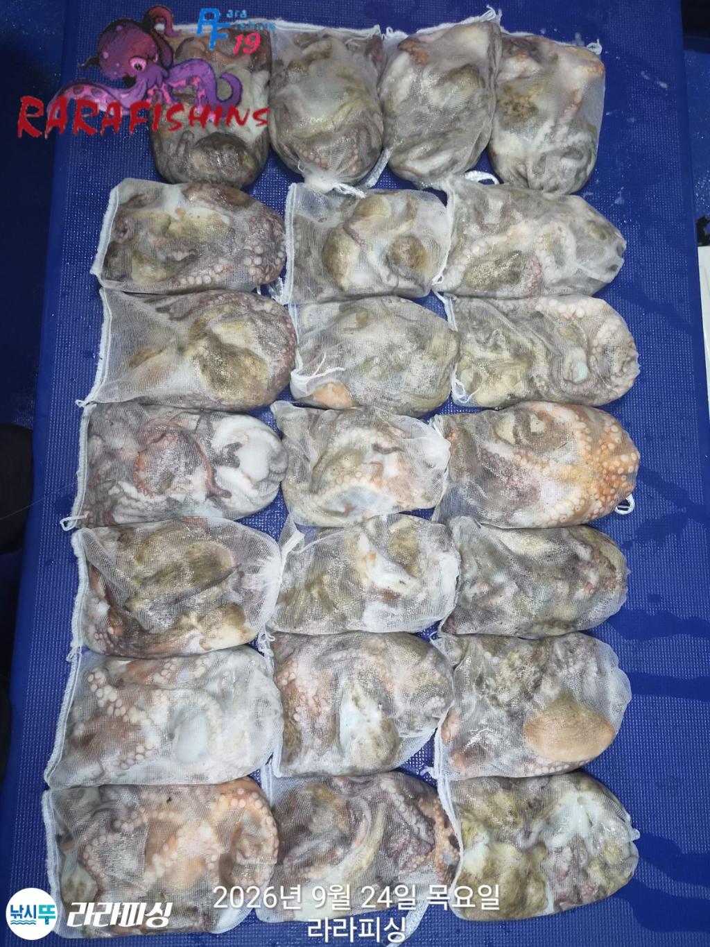 낚시뚜,돌문어,속천항(진해),라라피싱,낚시뚜1