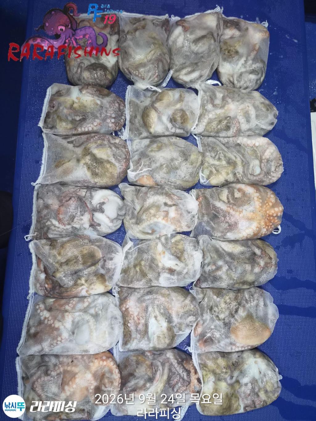 낚시뚜,돌문어,속천항(진해),라라피싱,낚시뚜0