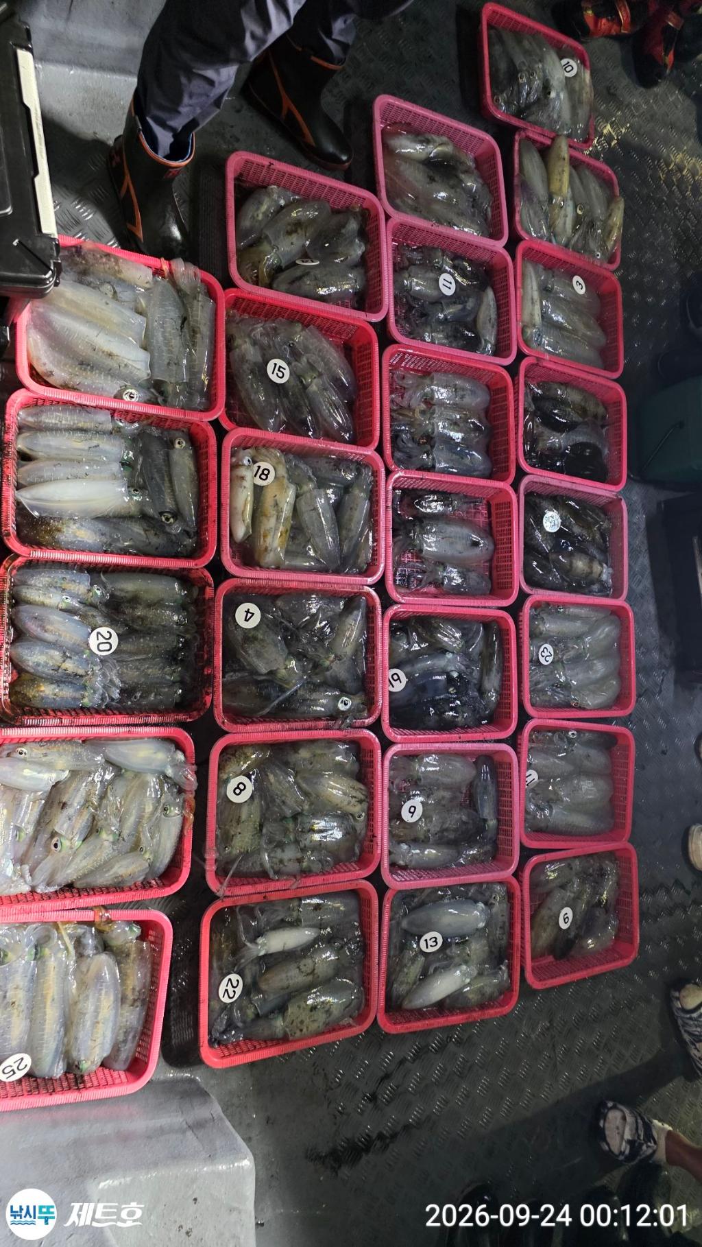 낚시뚜,무늬오징어,영일만항,포항 제트호,낚시뚜1