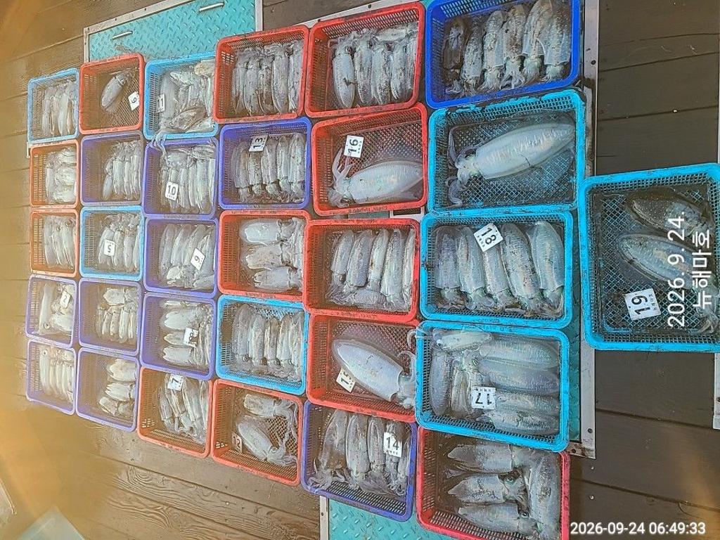 낚시뚜,무늬오징어,영일만항,뉴해마호,낚시뚜0