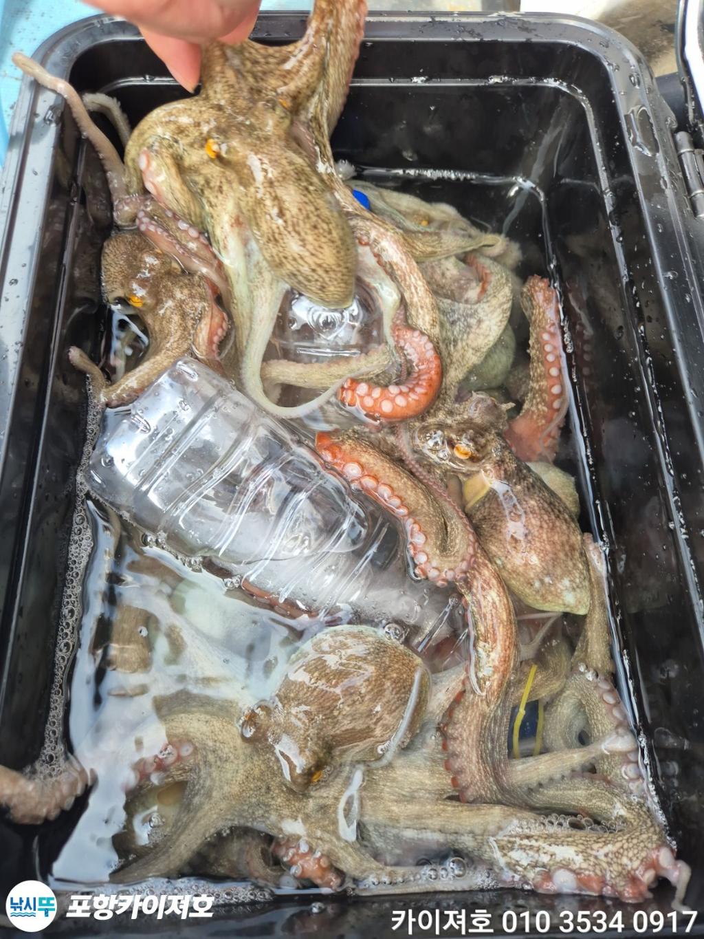 낚시뚜,돌문어,영일만항,포항카이져호,낚시뚜50