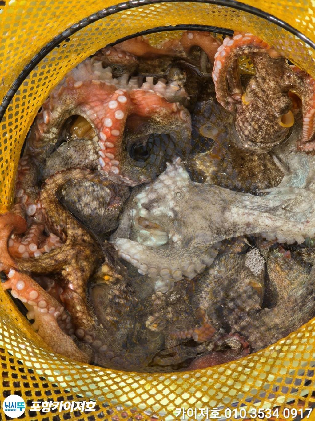 낚시뚜,돌문어,영일만항,포항카이져호,낚시뚜49