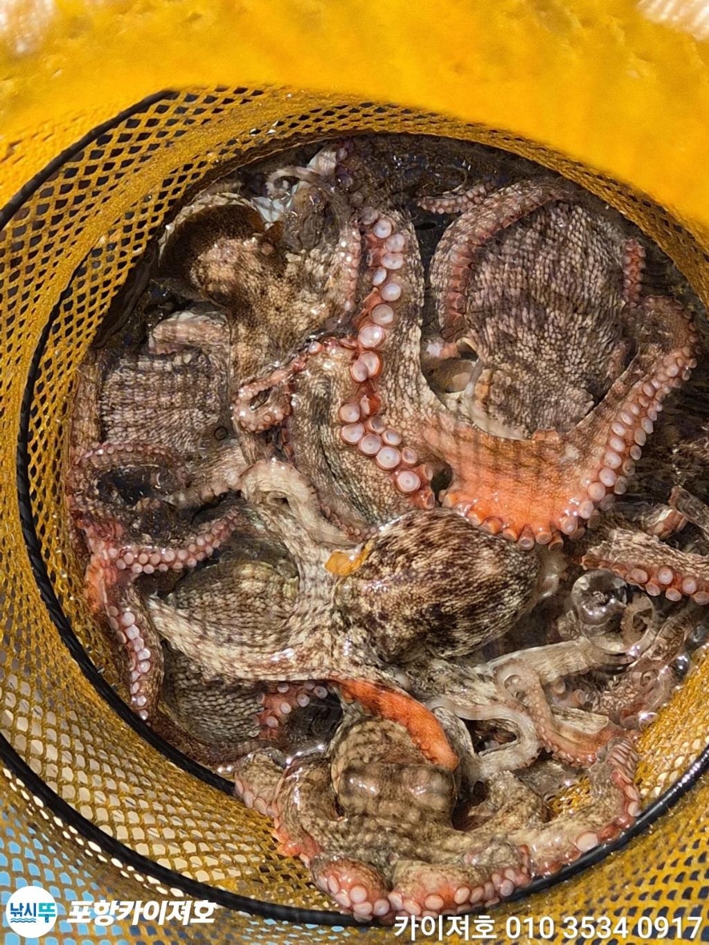 낚시뚜,돌문어,영일만항,포항카이져호,낚시뚜48