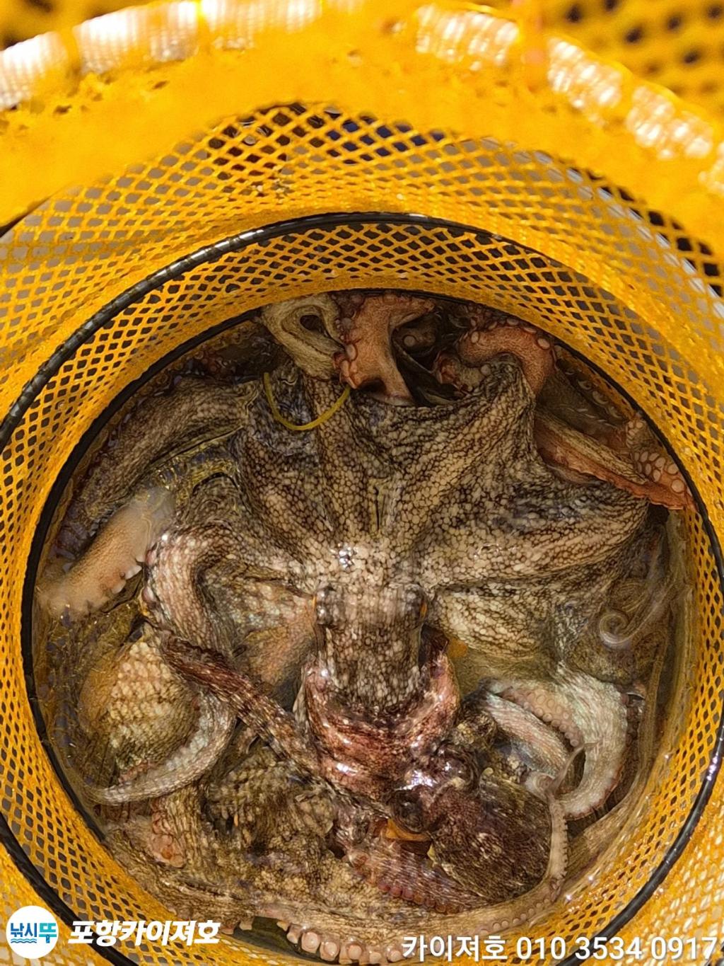낚시뚜,돌문어,영일만항,포항카이져호,낚시뚜45