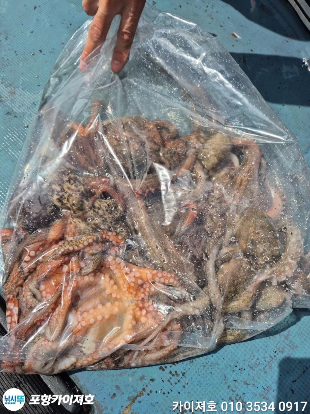 낚시뚜,돌문어,영일만항,포항카이져호,낚시뚜43