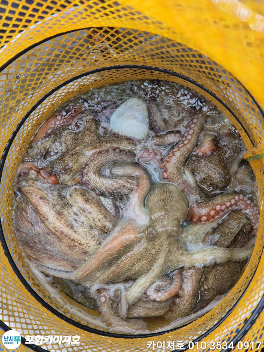 낚시뚜,돌문어,영일만항,포항카이져호,낚시뚜39
