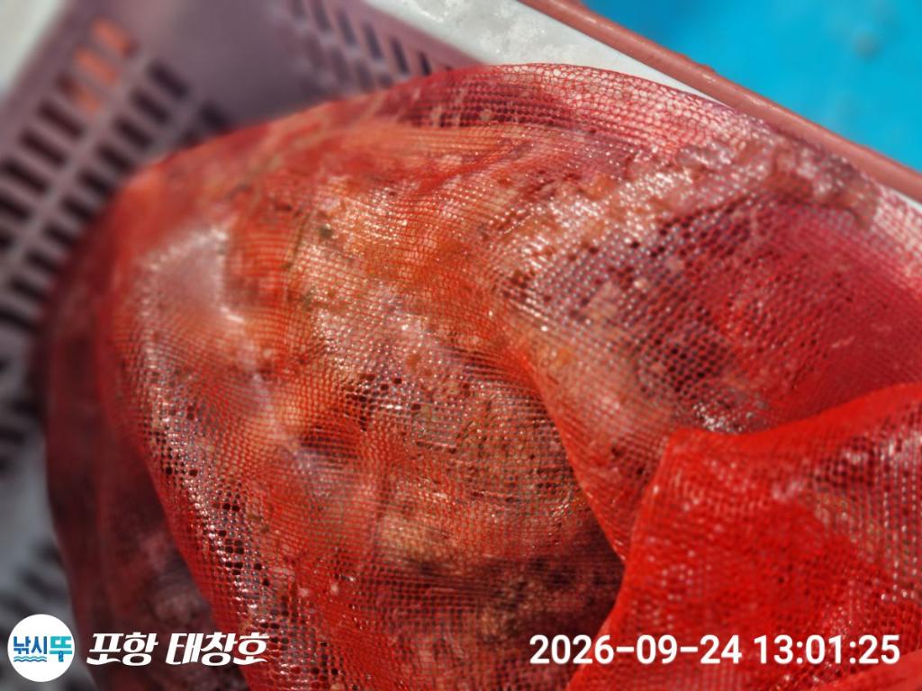 낚시뚜,돌문어,영일만항,포항 태창호,낚시뚜12