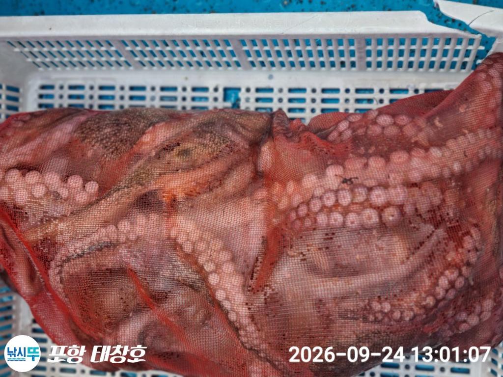 낚시뚜,돌문어,영일만항,포항 태창호,낚시뚜11