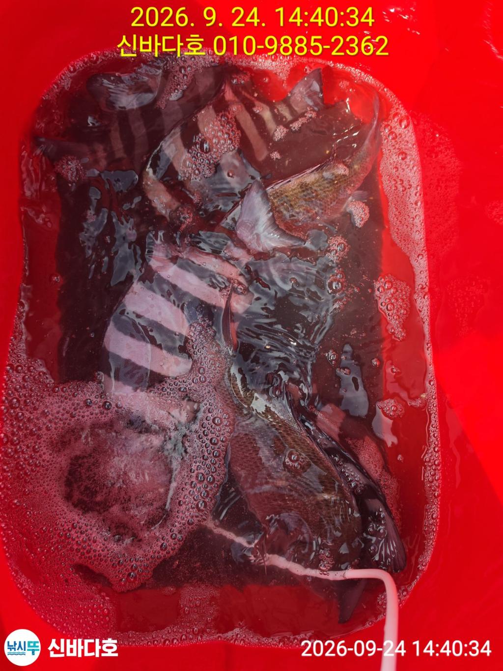 낚시뚜,감성돔,돌돔,해남 어란진항,신바다호,낚시뚜3