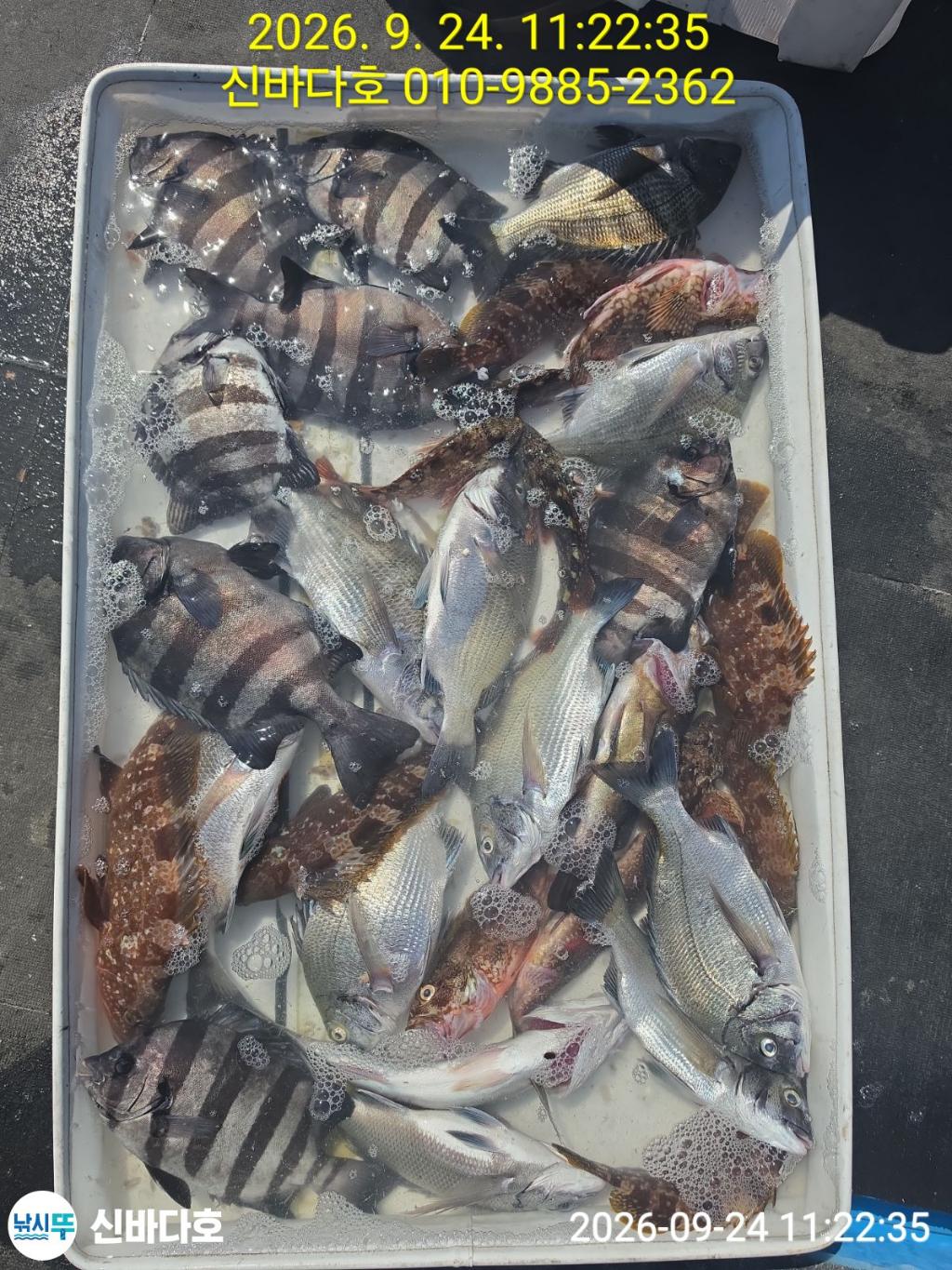 낚시뚜,감성돔,돌돔,해남 어란진항,신바다호,낚시뚜0