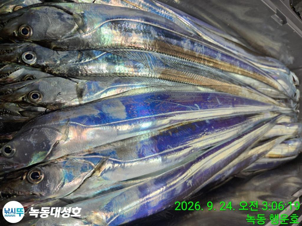 낚시뚜,갈치,녹동항,녹동대성호,낚시뚜69